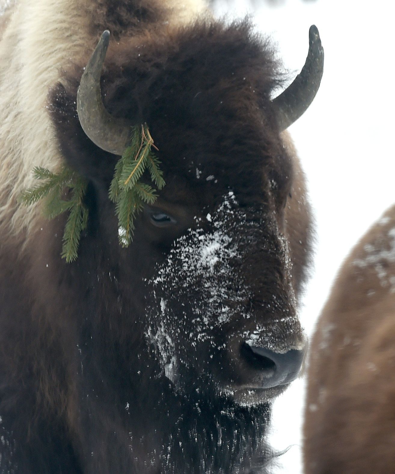 Bison